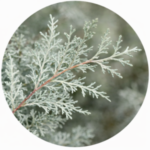 Chiparos argintiu decorativ – 100 cm | Ghiveci 3L