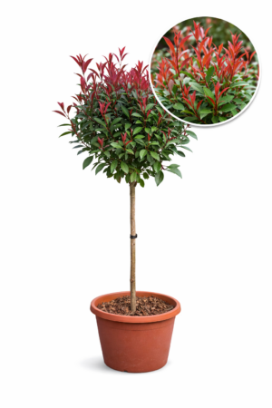 Photinia pe tulpina