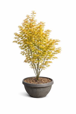 Acer palmatum ‘Cascade Gold’