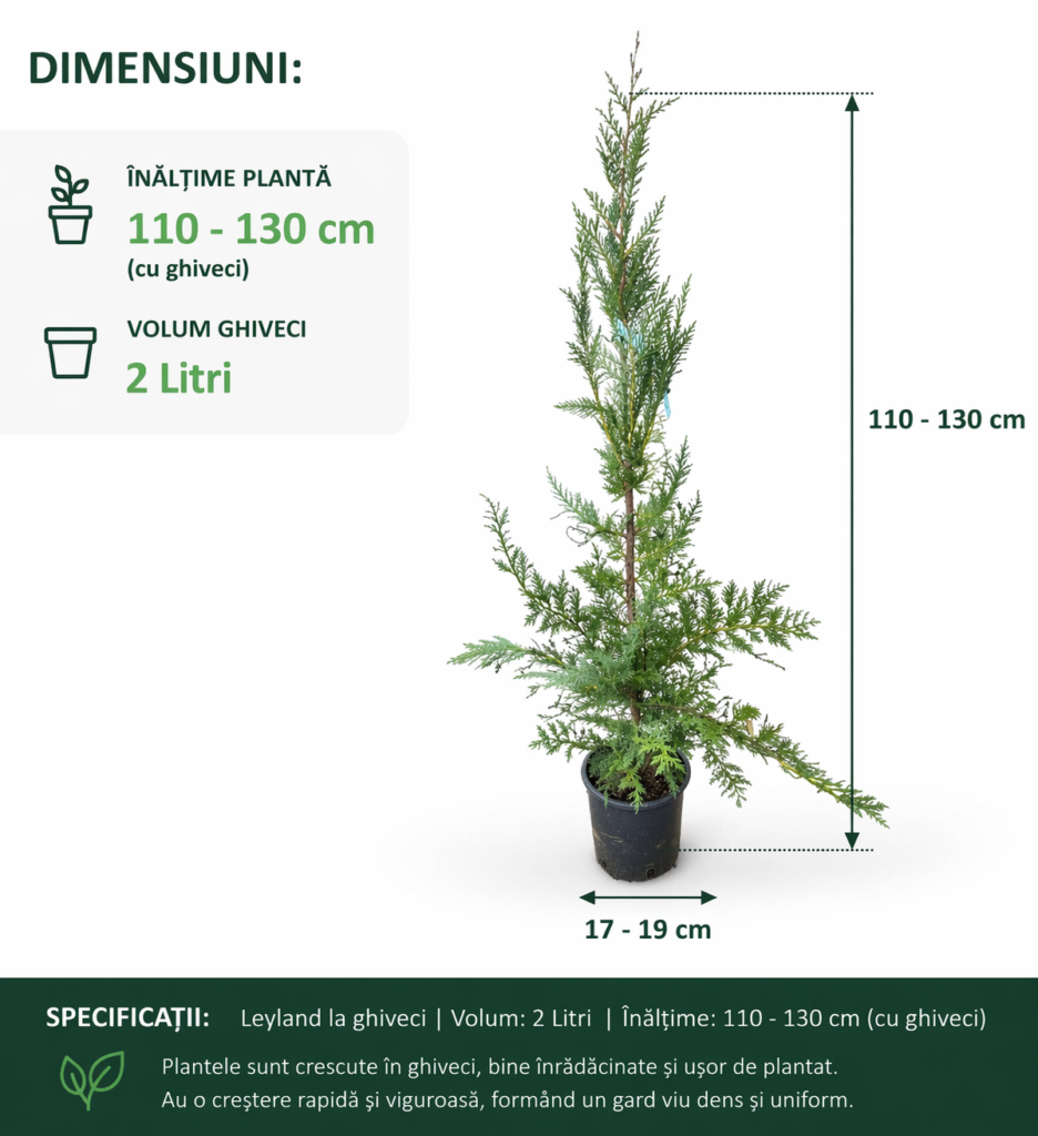 Leylandii