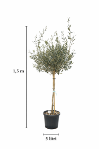 Măslin (Olea europaea)